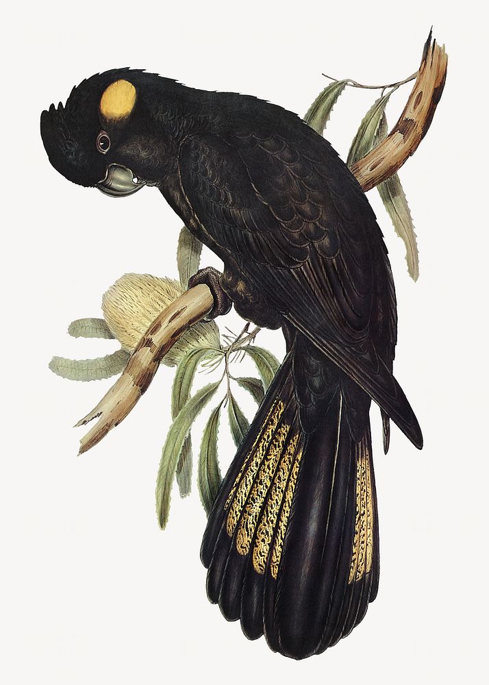 Funereal cockatoo bird, vintage animal illustration