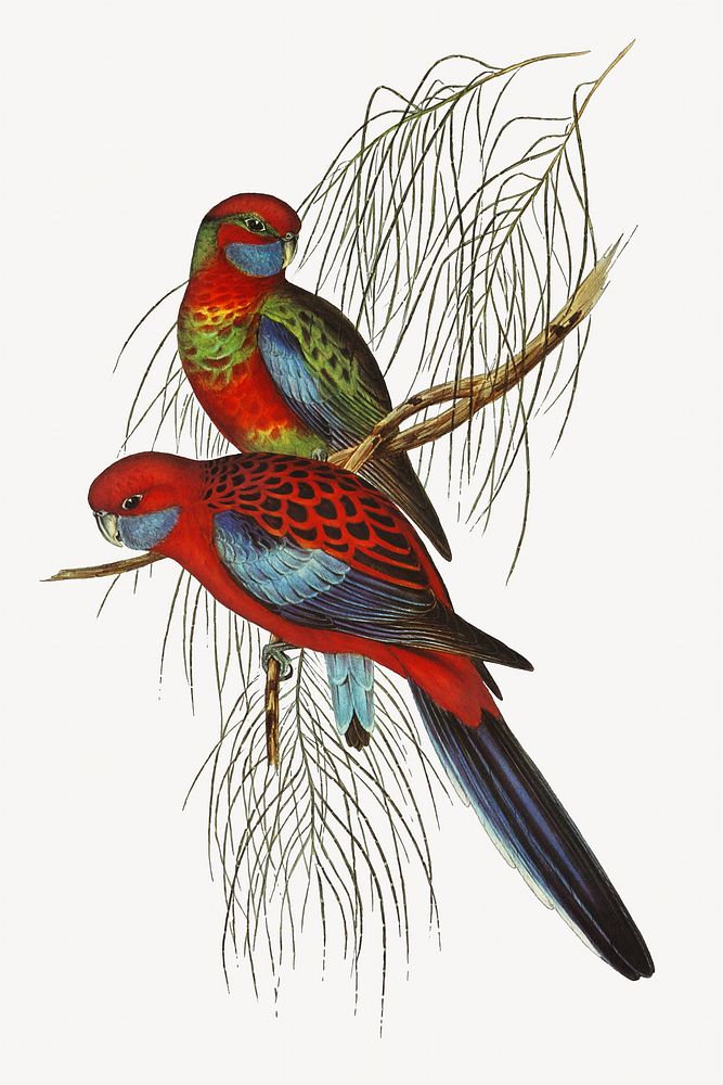 Pennant's parakeet bird, vintage animal illustration