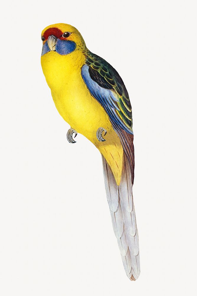 Yellow-bellied parakeet bird, vintage animal illustration