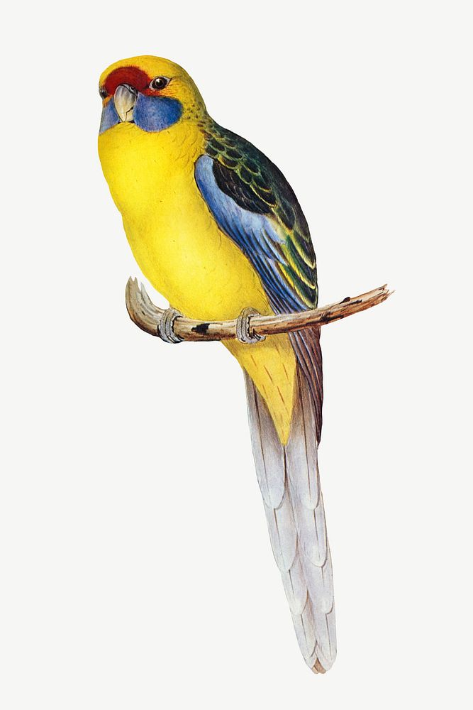 Yellow-bellied parakeet bird, vintage animal collage element psd