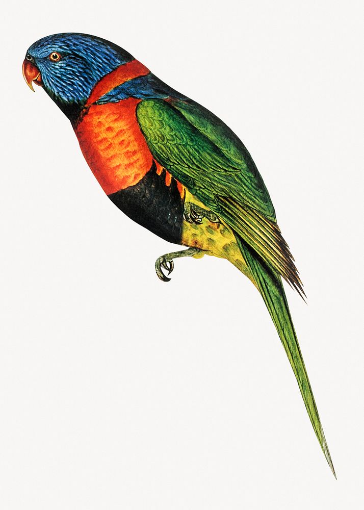 Red-collared lorikeet, vintage bird illustration