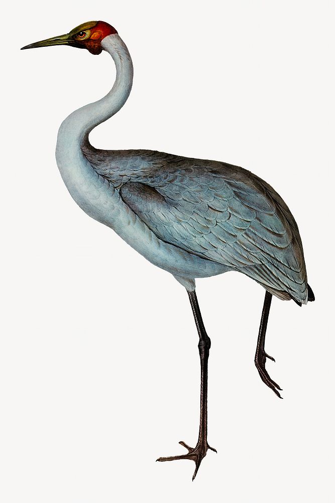 Australian crane bird, vintage animal illustration