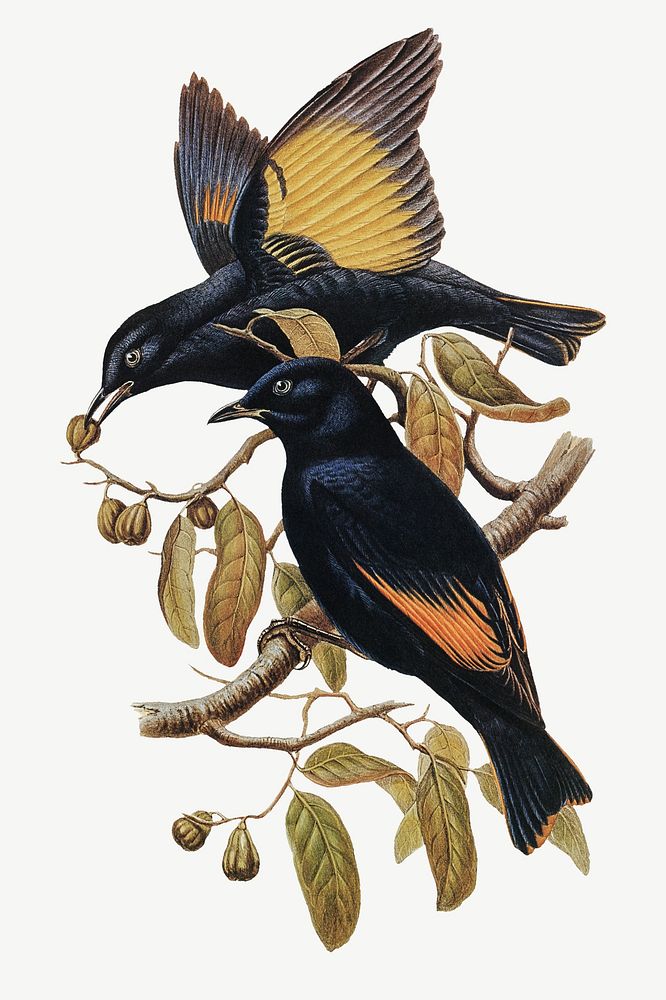 Rawnsley's bowerbirds, vintage animal collage element psd