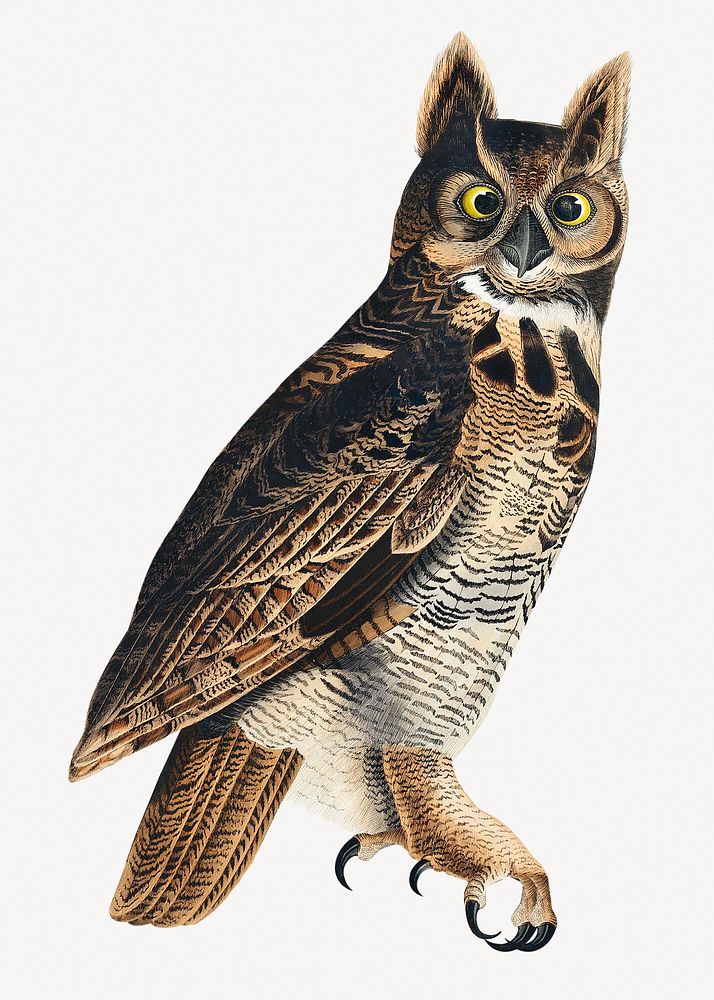 Great horned owl vintage bird collage element psd