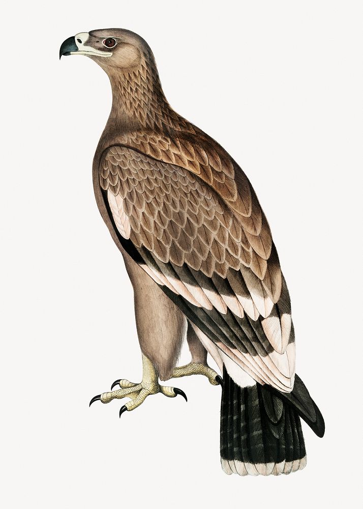 White-banded eagle, vintage bird illustration