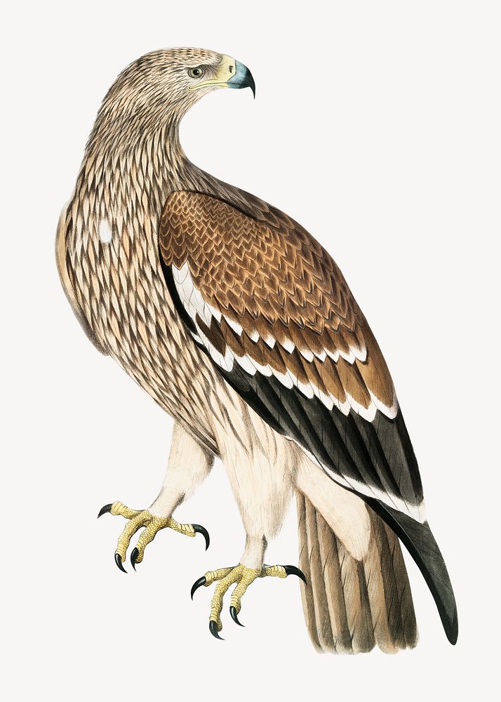 Golden eagle, vintage bird illustration
