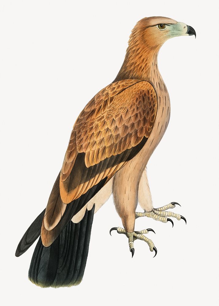 Tawny eagle, vintage bird illustration