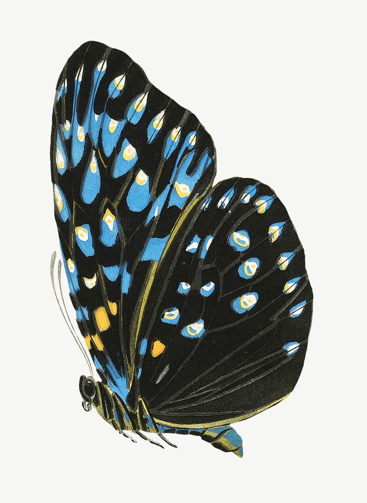 Blue spotted butterfly, exotic insect collage element psd. Remixed by rawpixel.