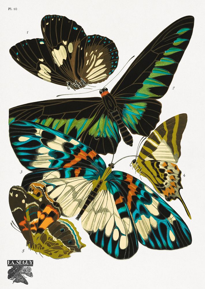 E.A. S&eacute;guy's vintage butterflies (1925) insect illustration. Original public domain image from Biodiversity Heritage…