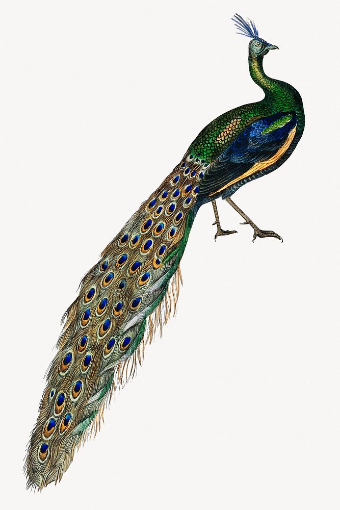 Majestic peacock, vintage bird illustration