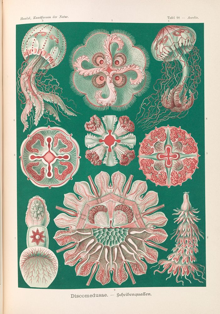 Marine life illustration from Kunstformen der Natur (1904) by Ernst Haeckel.