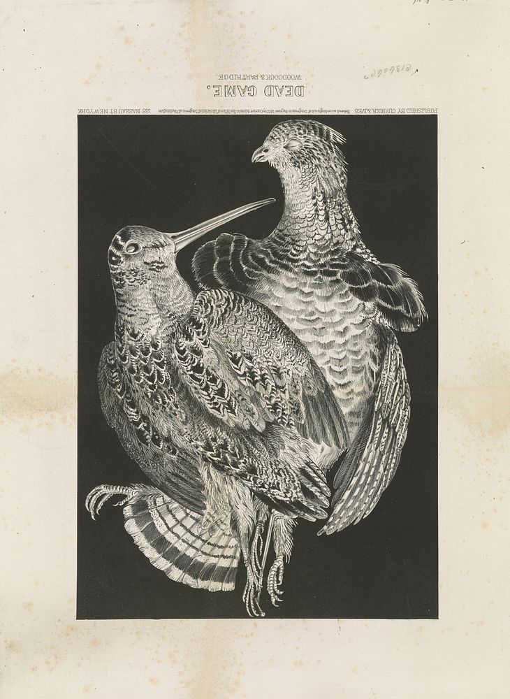 Dead game: Woodcock & Partridge (1872) by Currier & Ives