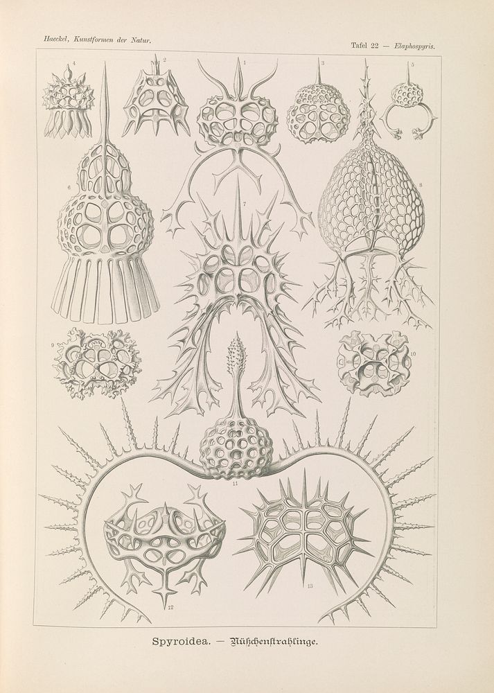 Marine life illustration from Kunstformen der Natur (1904) by Ernst Haeckel.