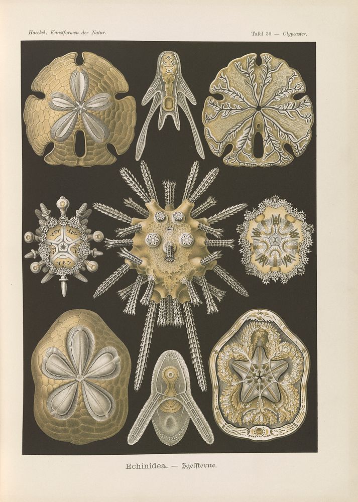 Marine life illustration from Kunstformen der Natur (1904) by Ernst Haeckel.