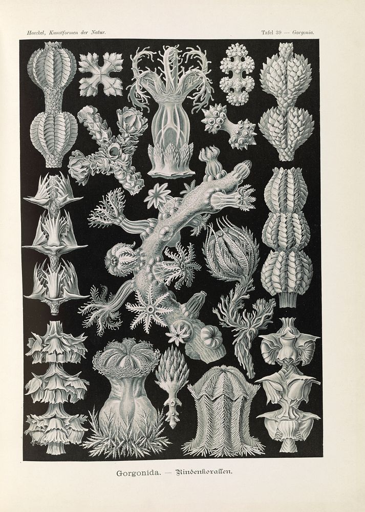 Marine life illustration from Kunstformen der Natur (1904) by Ernst Haeckel.