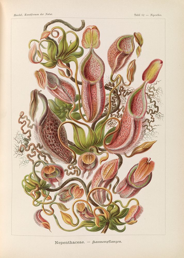 Nepenthaceae–Kannenpflanzen illustration from Kunstformen der Natur (1904) by Ernst Haeckel