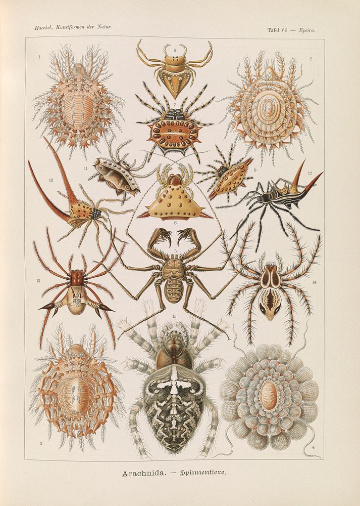 Insects illustration from Kunstformen der Natur (1904) by Ernst Haeckel