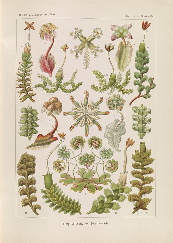 Hepaticae–Lebermoose illustration from Kunstformen der Natur (1904) by Ernst Haeckel