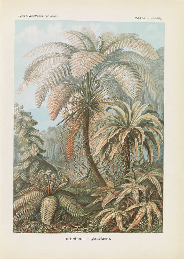 Tropical forest illustration from Kunstformen der Natur (1904) by Ernst Haeckel