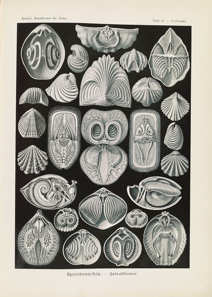 Marine life illustration from Kunstformen der Natur (1904) by Ernst Haeckel.