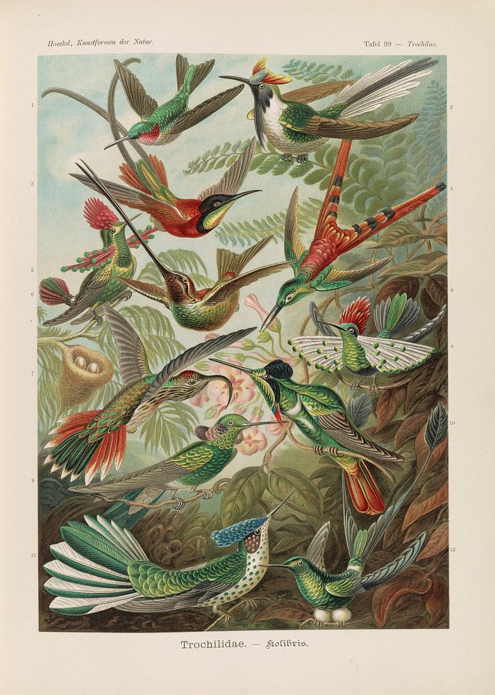 Birds illustration from Kunstformen der Natur (1904) by Ernst Haeckel