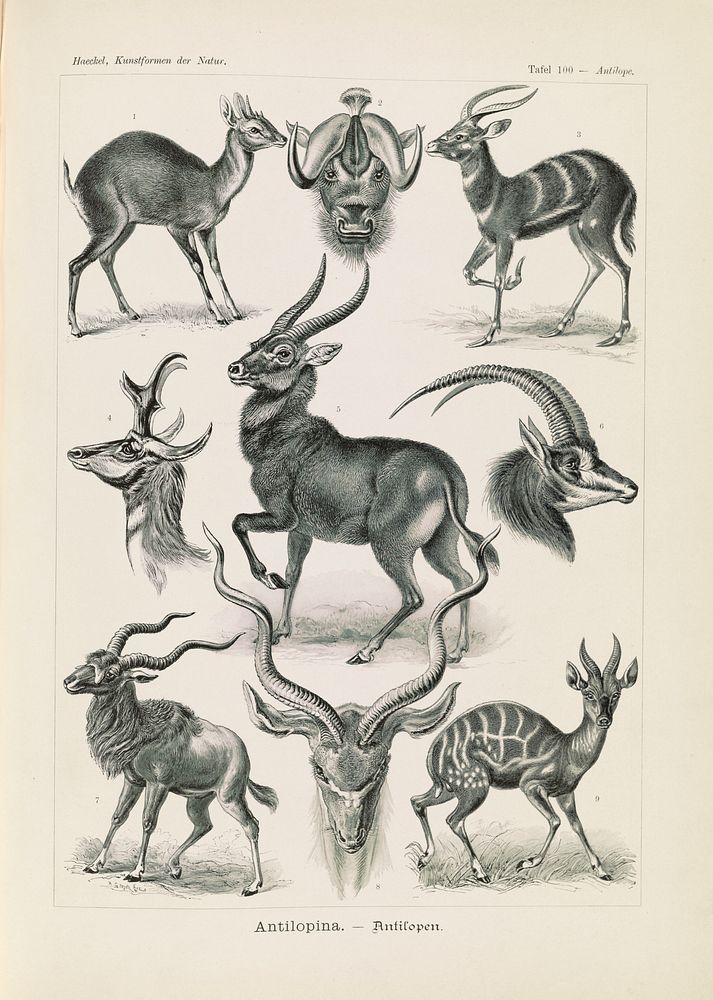 Antelope illustration from Kunstformen der Natur (1904) by Ernst Haeckel
