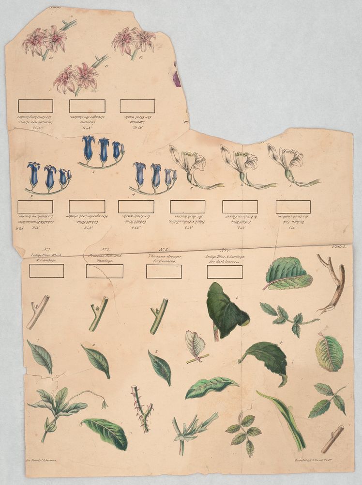 Sheet of flowers and leaves (ca. 1840) by J. Ackerman. 