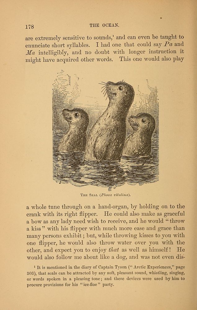 Vintage otter icon illustration