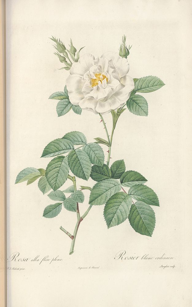 Rose illustration from Les Roses vol.1 by Pierre-Joseph Redouté