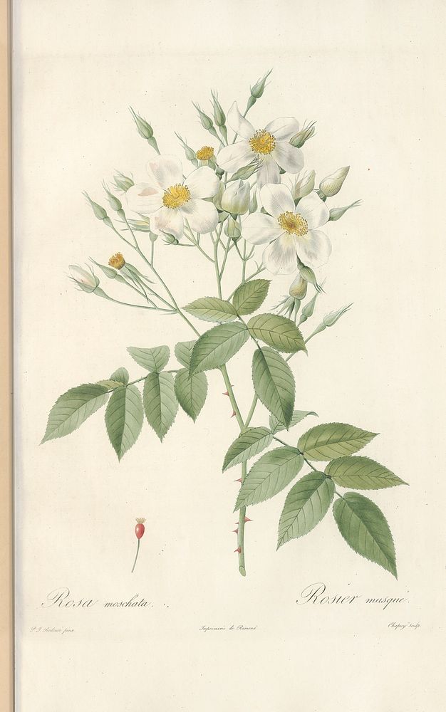 Rose illustration from Les Roses vol.1 by Pierre-Joseph Redouté