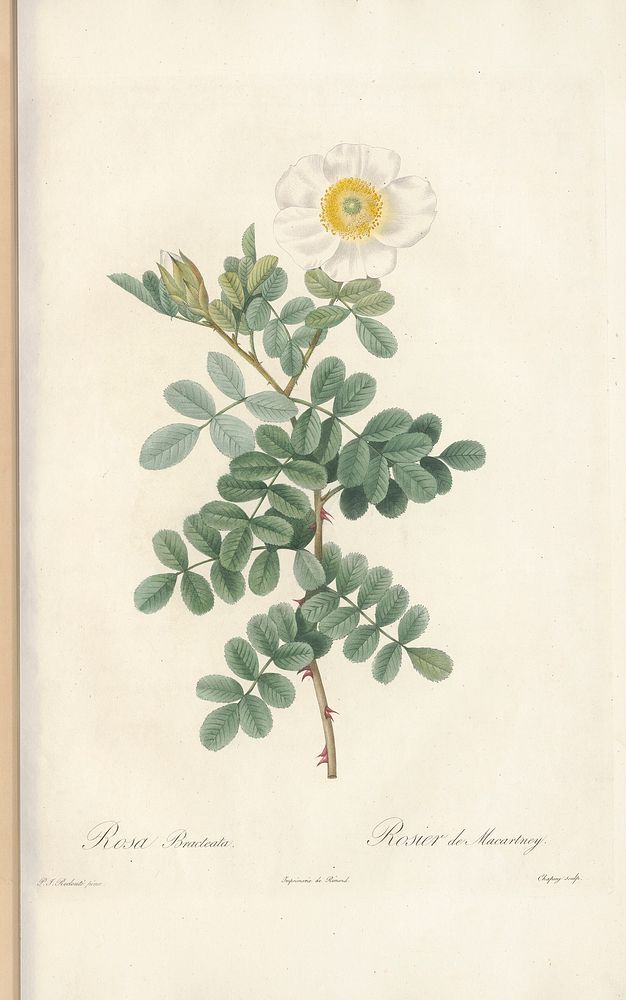 Rose illustration from Les Roses vol.1 by Pierre-Joseph Redouté