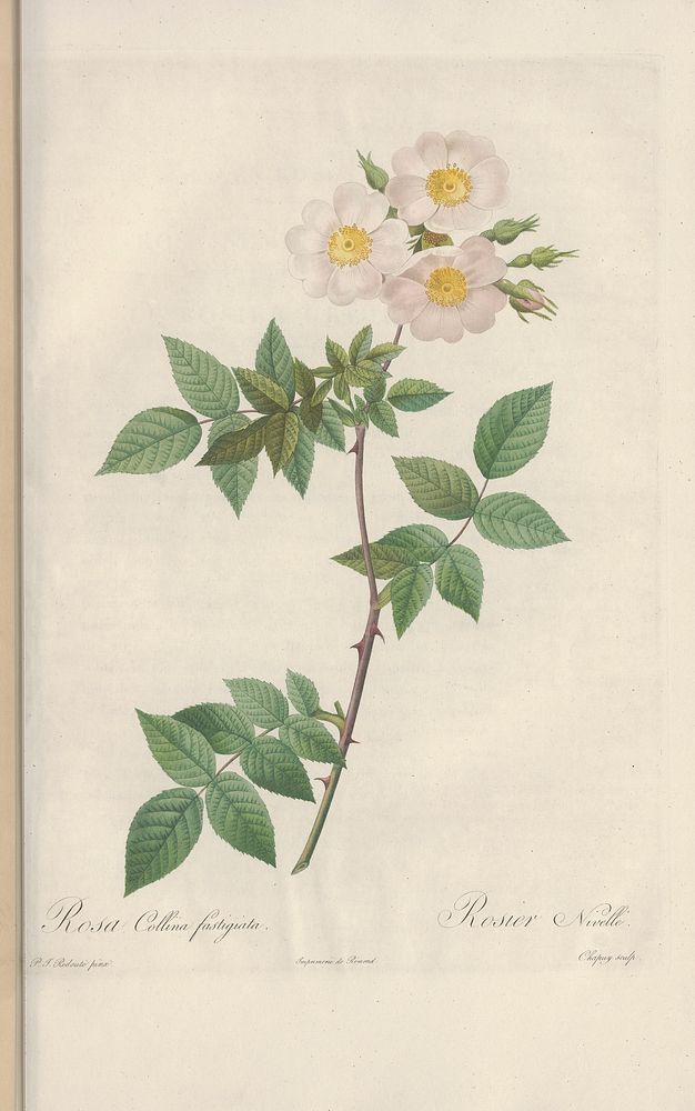 Rose illustration from Les Roses vol.2 by Pierre-Joseph Redouté