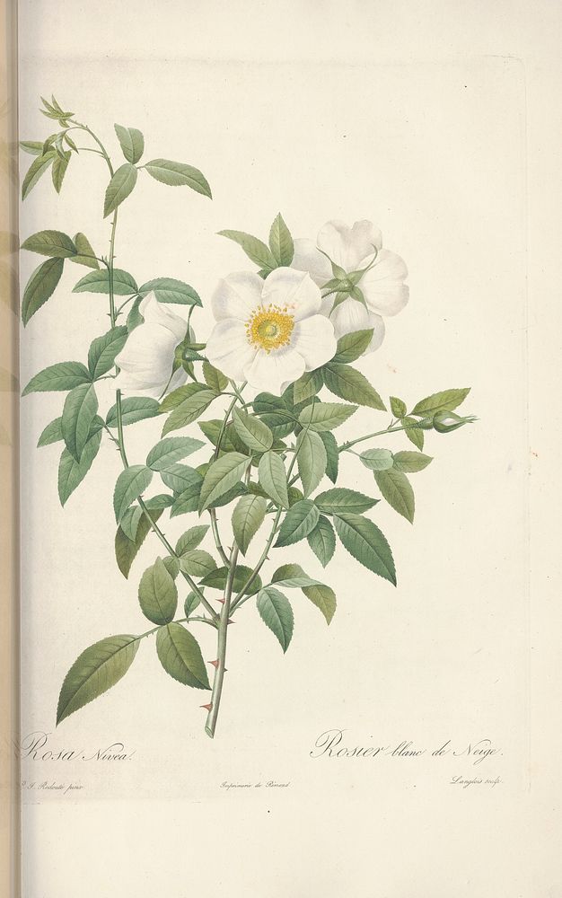Rose illustration from Les Roses vol.2 by Pierre-Joseph Redouté