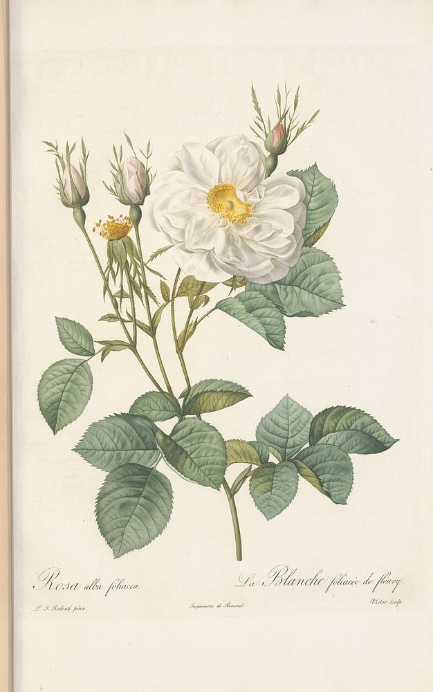 Rose illustration from Les Roses Vol.3 by Pierre-Joseph Redouté