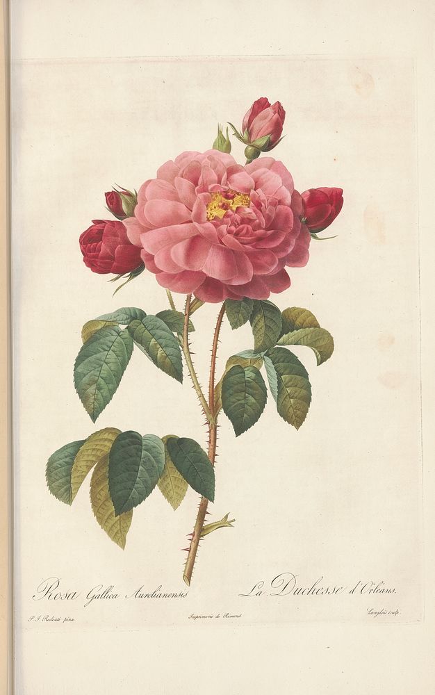 Rose illustration from Les Roses Vol.3 by Pierre-Joseph Redouté
