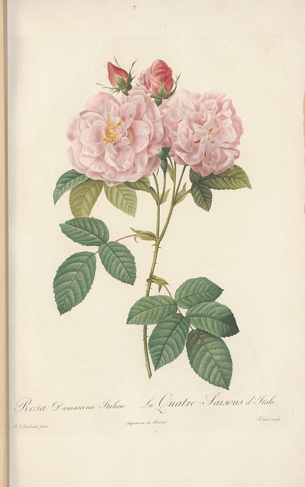 Rose illustration from Les Roses Vol.3 by Pierre-Joseph Redouté