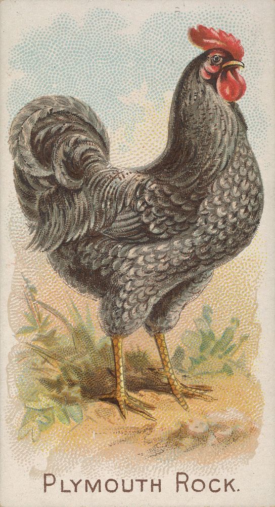 Plymouth Rock, from the Prize and Game Chickens series N20 for Allen & Ginter Cigarettes (1891) by Allen & Ginter. Original…