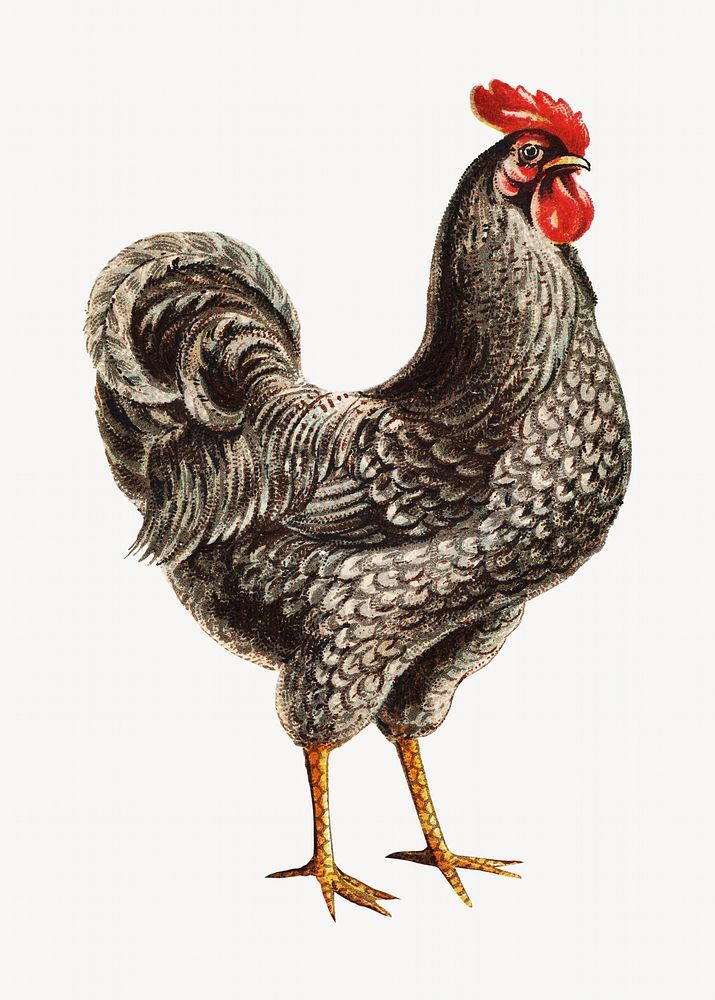 Vintage chicken illustration.   Remastered by rawpixel