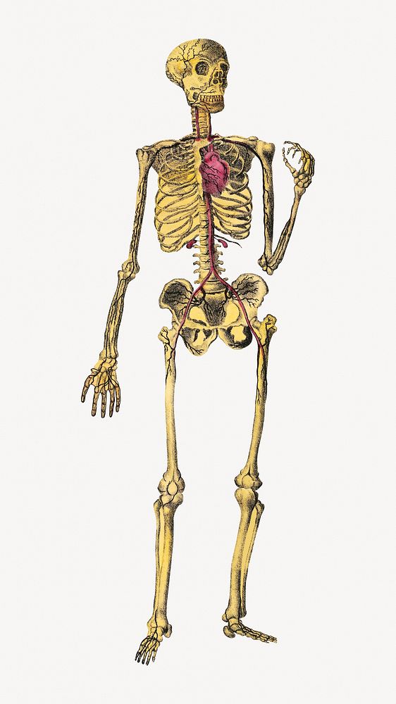 Dr. Parker's human skeleton, vintage illustration.  Remastered by rawpixel