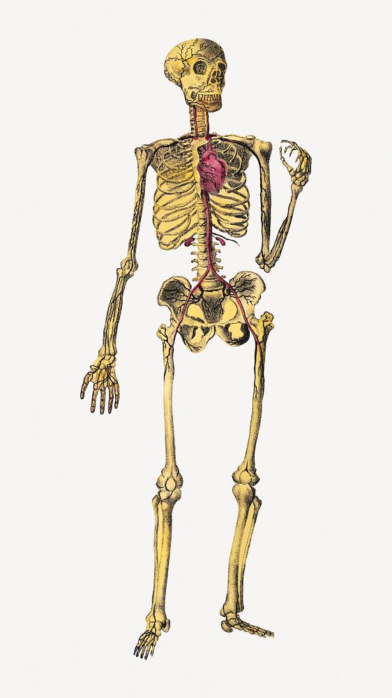Dr. Parker's human skeleton, vintage collage element psd.  Remastered by rawpixel