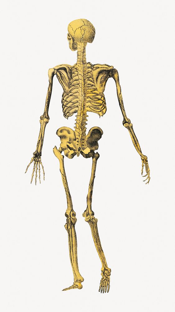 Dr. Parker's human skeleton, vintage illustration.  Remastered by rawpixel