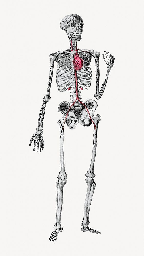 Human skeleton illustration. Remixed by rawpixel.