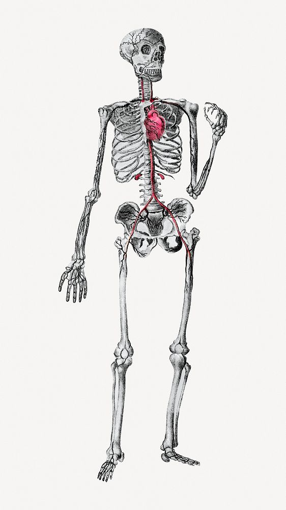 Human skeleton clipart psd. Remixed by rawpixel.