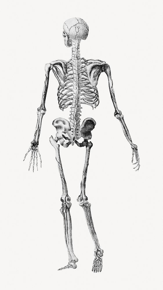 Human skeleton rear view illustration. Remixed by rawpixel.