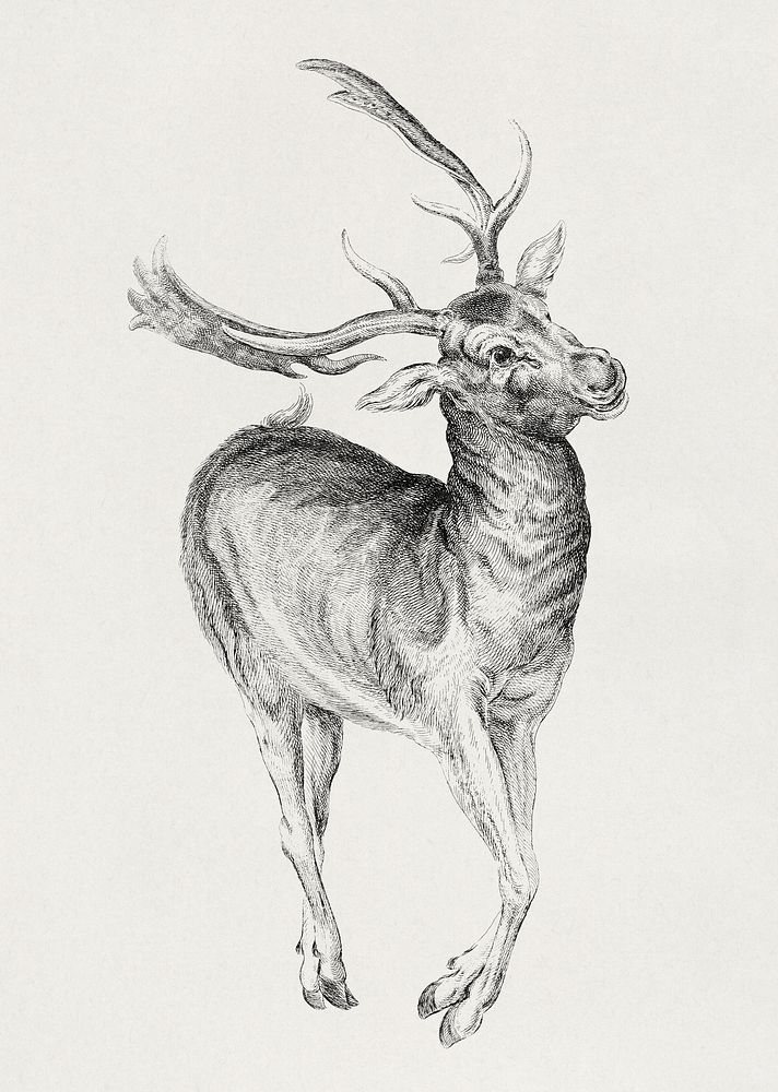 Wenceslaus Hollar's Stag (1625&ndash;1677). Original public domain image from The MET Museum. Digitally enhanced by rawpixel.