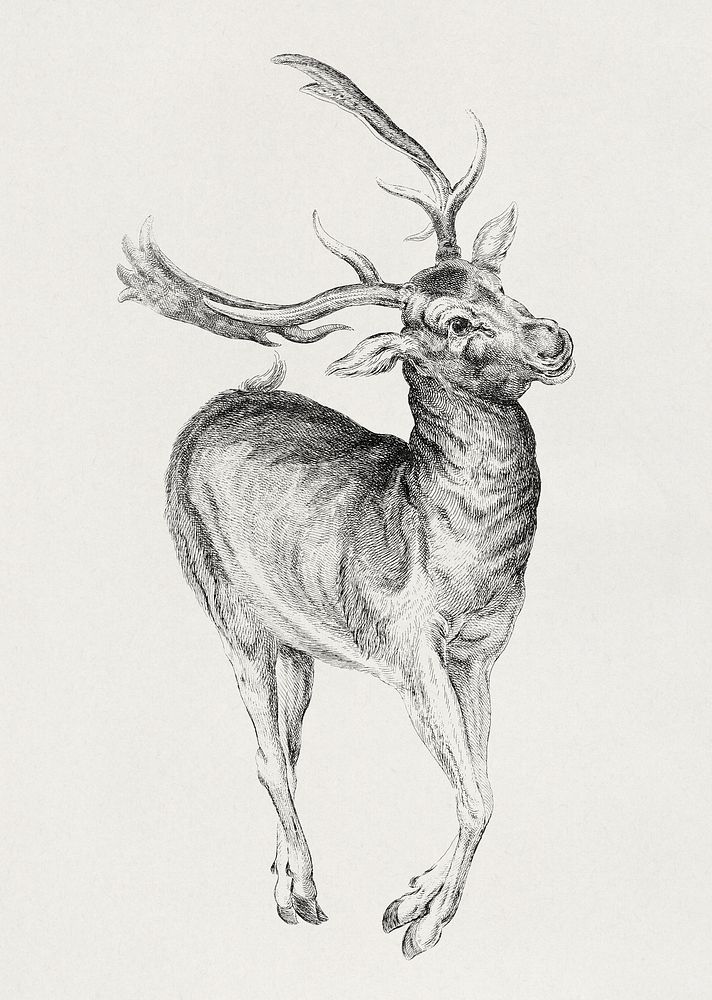 Wenceslaus Hollar's Stag (1625–1677). Original public domain image from The MET Museum. Digitally enhanced by rawpixel.