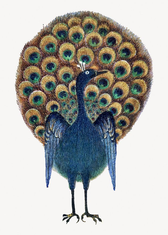 Vintage peacock, bird illustration.    Remastered by rawpixel