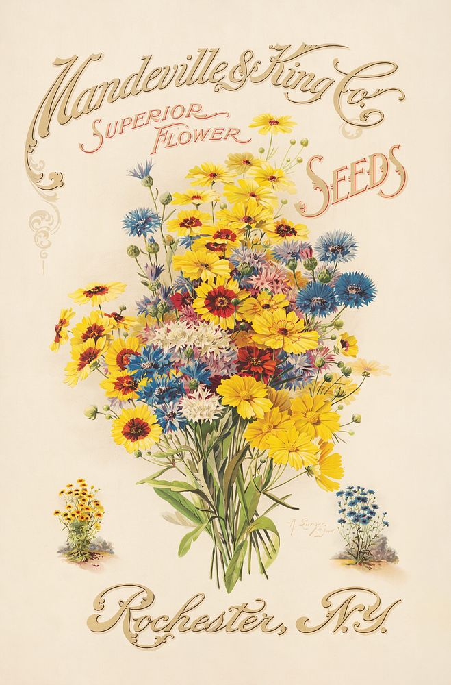 Mandeville & King Co., superior flower seeds (1907) by Rochester. Original public domain image from the Library of Congress.…