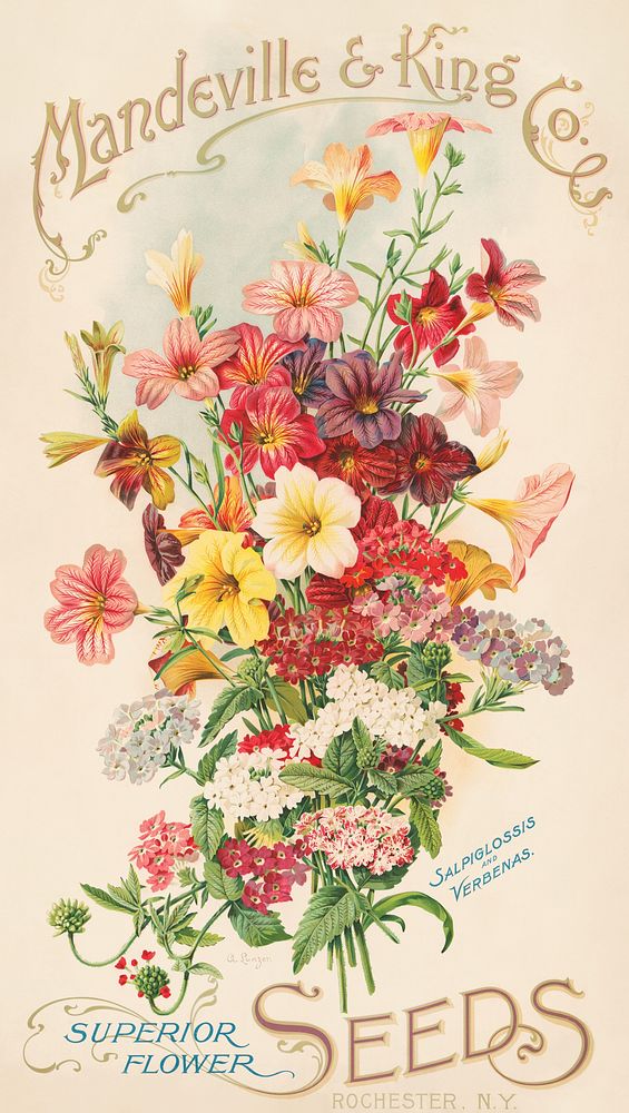 Mandeville & King Co., superior flower seeds, salpiglossis and verbenas (1905) by Rochester. Original public domain image…