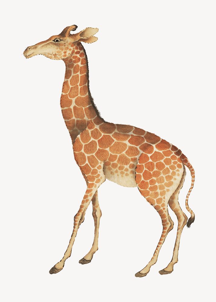 Matsuoka Kansui's Giraffe, vintage animal illustration.     Remastered by rawpixel